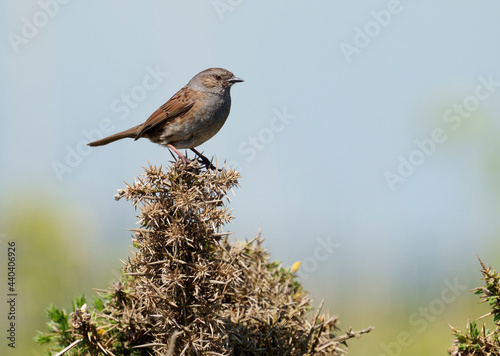 Dunnock, Prunella modularis photo