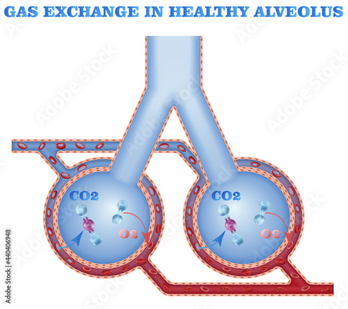 Gas exchange in healthy alveolus