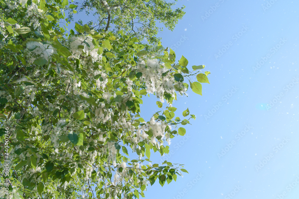 Fluffy poplar seeds on the branches of the tree are blown up by the wind