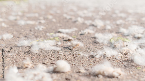 Obraz na płótnie Fluffy poplar seeds on an asphalt road w salonie