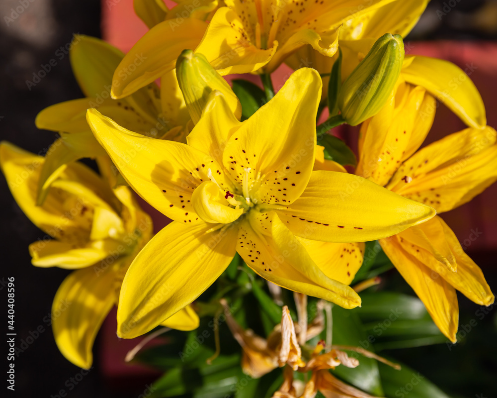 cluster of yellow lilies with spots in the garden cluster of yellow lilies with spots in the garden