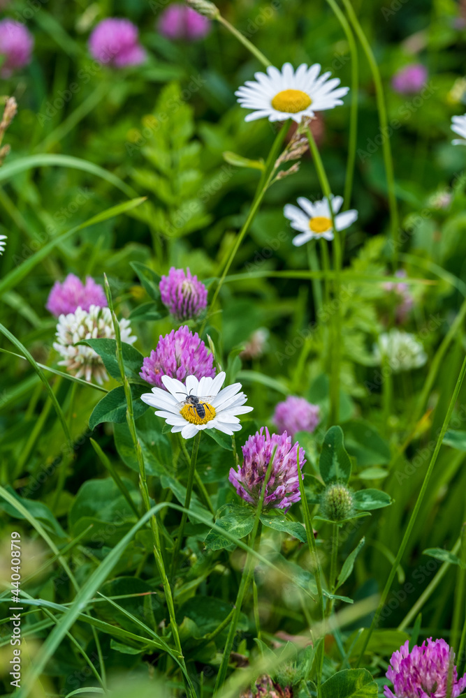 daisies in a field daisies in a field
