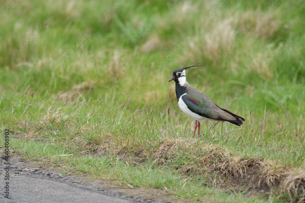 Northern lapwing