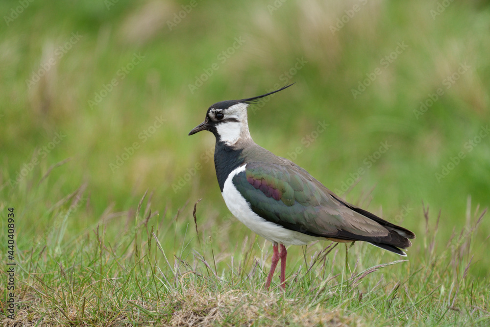 Northern lapwing Northern lapwing