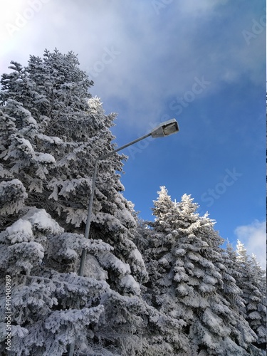 a power pole towering among the snow-covered trees