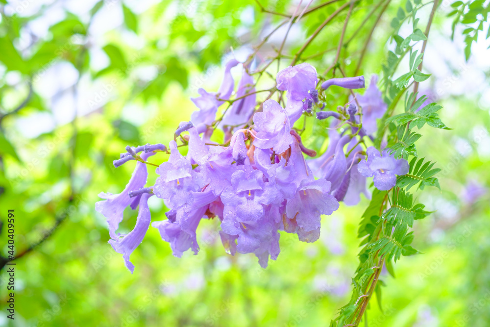 神戸三宮東遊園に咲くジャカランダの花 和名は紫雲木 世界の三大花木とされている ５月から６月にベル型の薄紫の花を咲かせる 花言葉は 栄光 名誉 Stock Photo Adobe Stock