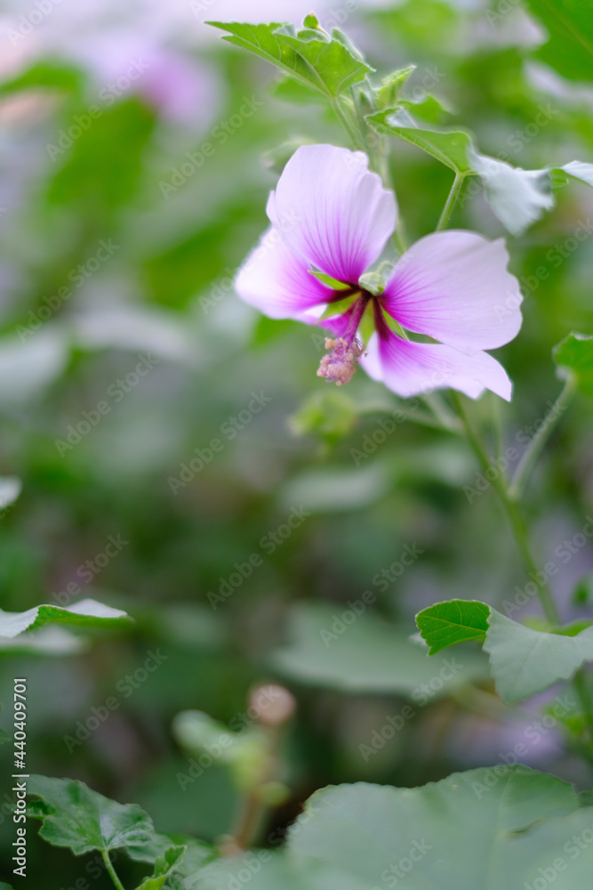 花壇に咲くむくげの花。紫色の大輪は華やか。花言葉は「恋の虜」「信念」「信仰」「尊敬」「デリケートな愛」