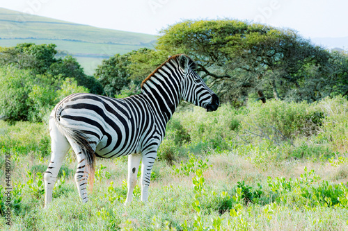 A young zebra in a game ranch