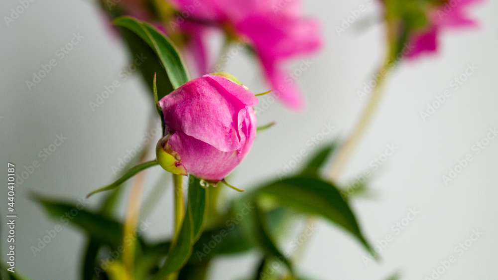 Unopened peony bud cut from a garden flower bed into a vase. The ripening process of a flower. Gardening, flower cultivation, fertilization. Place for your text. Unopened peony bud cut from a garden flower bed into a vase. The ripening process of a flower. Gardening, flower cultivation, fertilization. Place for your text.