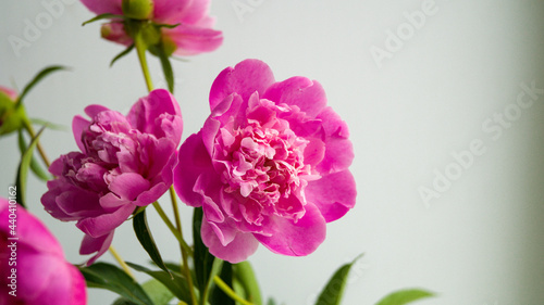 Beautiful fresh pink peony flower cut from a garden flower bed in a vase. Gardening, flower cultivation, fertilization. Place for your text.