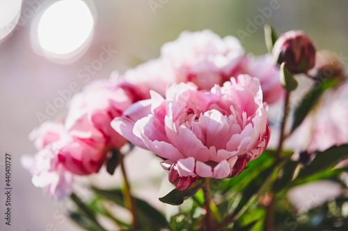 Fototapeta Naklejka Na Ścianę i Meble -  Beautiful flowers, peonies. Bouquet of pink peony background.