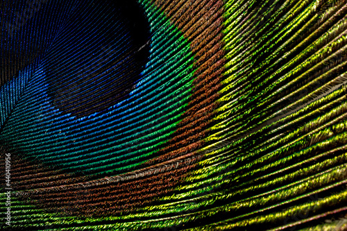 peacock feather background. Closeup of peacock feather. Mor pankh. © Jalpa Malam