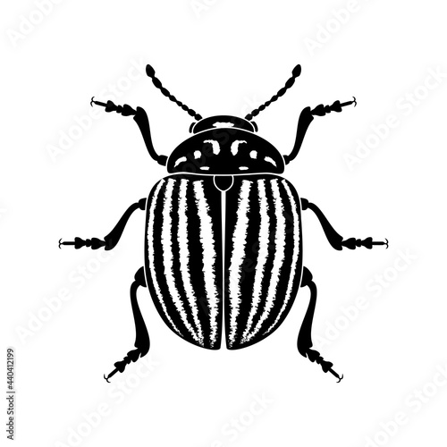 Colorado potato beetle, vector illustration