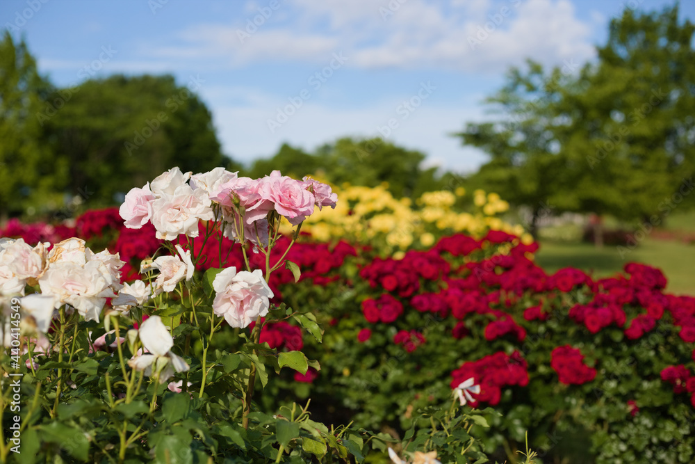 A colorful image of a rose garden with pink roses in the foreground and red and yellow roses blurred in the background