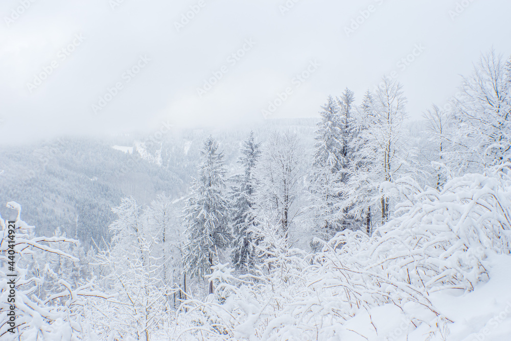 trees in snow