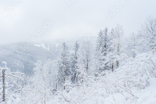 trees in snow © Sven Förter