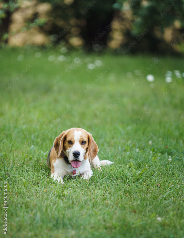 a beagle bitch is lying in the lawn garden and looking at something on a hot summer day a beagle bitch is lying in the lawn garden and looking at something on a hot summer day
