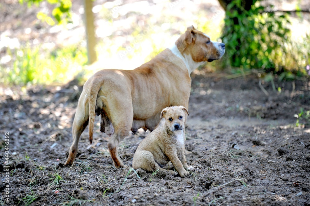 Obraz premium amstaff bitch mother dog and her puppy pictured in nature