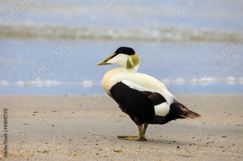 Schilderij op canvas Eider on the beach of the island of heligoland