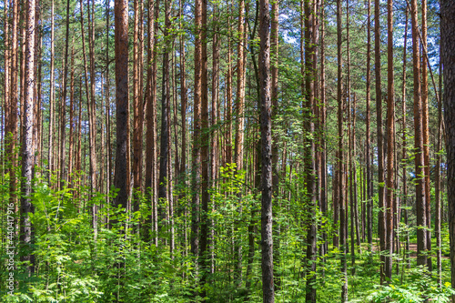 Pine trees in a forest in northern Russia on a sunny summer day. Coniferous forests of the middle latitude. Straight vertical tree trunks.