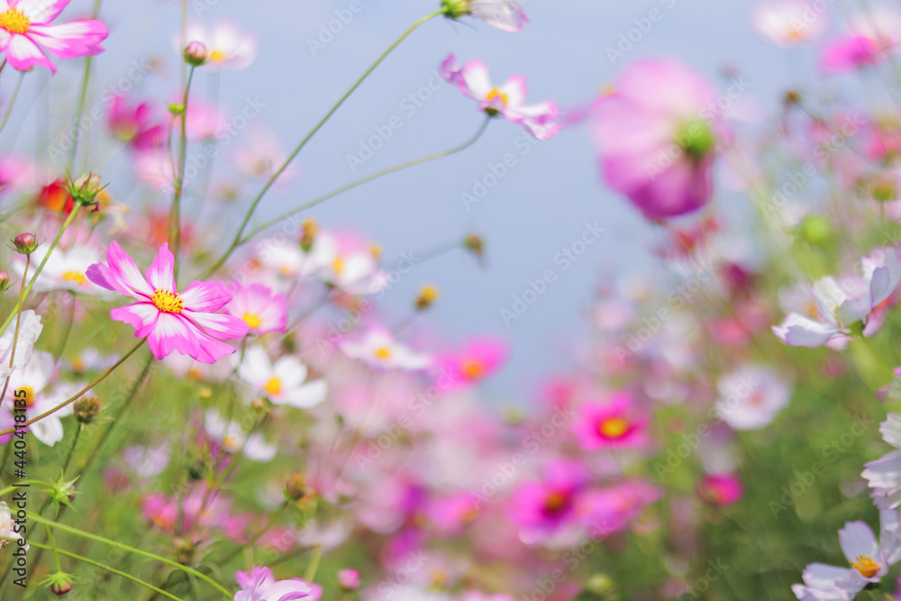 The colorful cosmos flower field is a popular winter flower planted in tourist spots for tourists to take pictures in the vast cosmos field. The background of colorful flower fields in winter