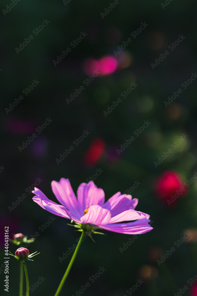 Fototapeta premium Beautiful cosmos flowers on a blurred background make them stand out from the background and have natural beauty and are popular to plant for tourists to admire their beauty.