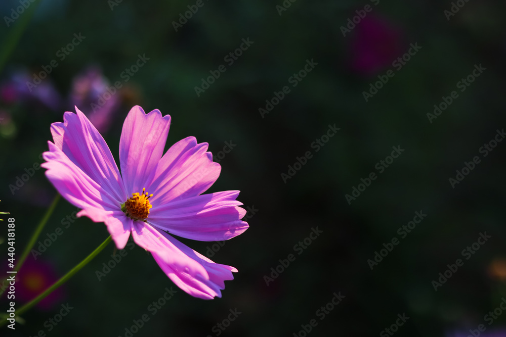 Beautiful cosmos flowers on a blurred background make them stand out from the background and have natural beauty and are popular to plant for tourists to admire their beauty. Beautiful cosmos flowers on a blurred background make them stand out from the background and have natural beauty and are popular to plant for tourists to admire their beauty.
