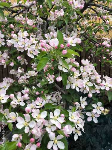 Blooming apple tree flowers in the spring close up.
