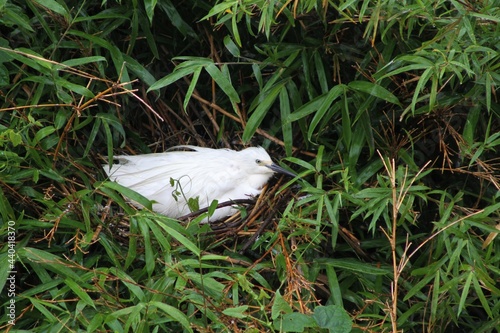 An Egret Rests at its Nest