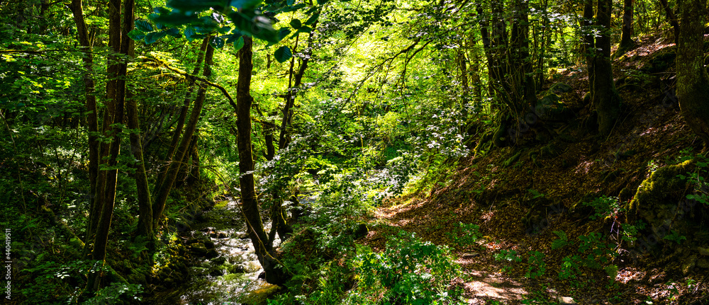 chemin le long d'un ruisseau en forêt chemin le long d'un ruisseau en forêt