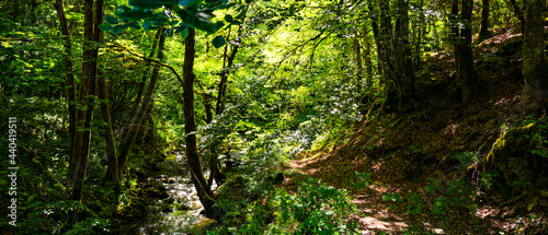 chemin le long d'un ruisseau en forêt