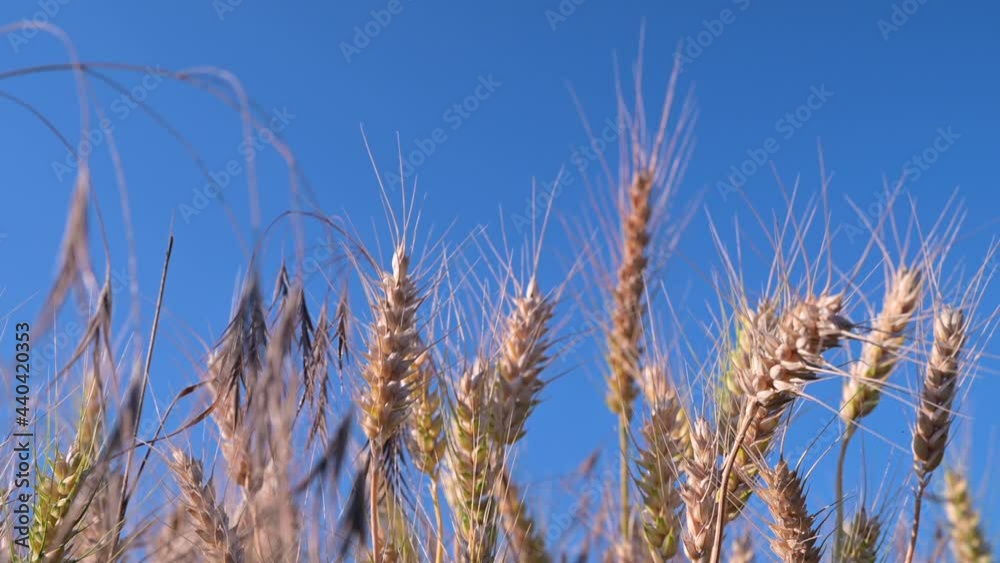 Wheat field, ears of wheat swaying from the gentle wind. Golden ears are slowly swaying in the wind close-up. View of ripening wheat field at summer day. Agriculture industry. High quality 4k footage Wheat field, ears of wheat swaying from the gentle wind. Golden ears are slowly swaying in the wind close-up. View of ripening wheat field at summer day. Agriculture industry. High quality 4k footage