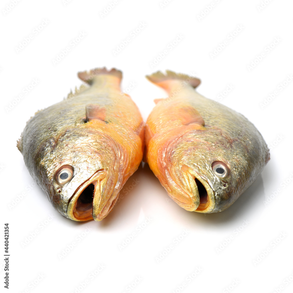Yellow Croaker Fish On White background Yellow Croaker Fish On White background