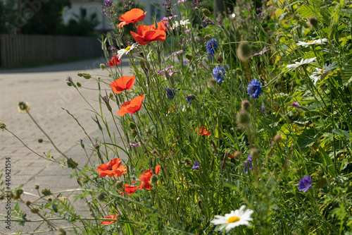 urban greening, nature in town, colorful mixture of wild summer meadow flowers on the roadside in the city: poppies, margarites and cornflowers, greened front yards photo