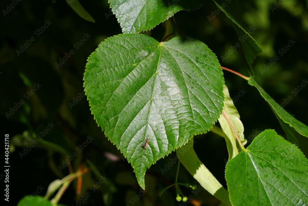 Leaf on a tree branch in the sun. Suitable for background Leaf on a tree branch in the sun. Suitable for background