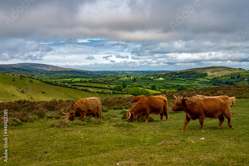 Highland Cattle on Dartmoor © J-F Phillips