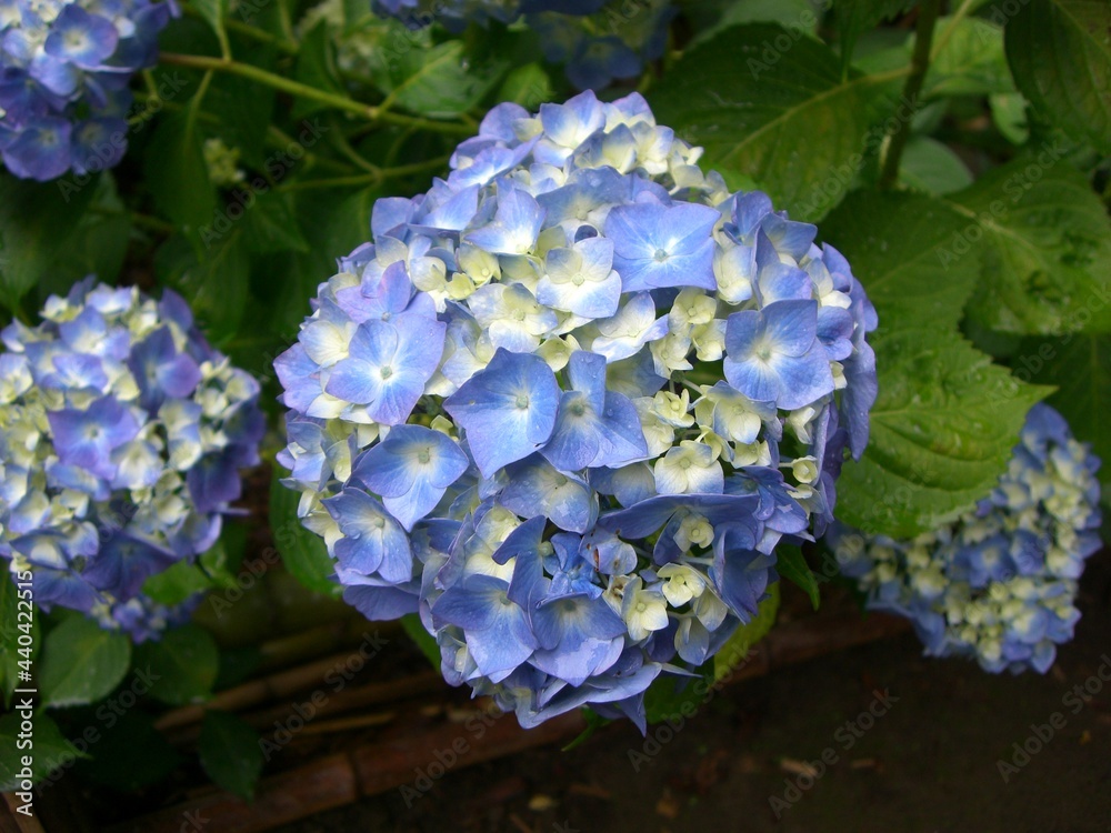 雨の日の紫陽花 雨の日の紫陽花