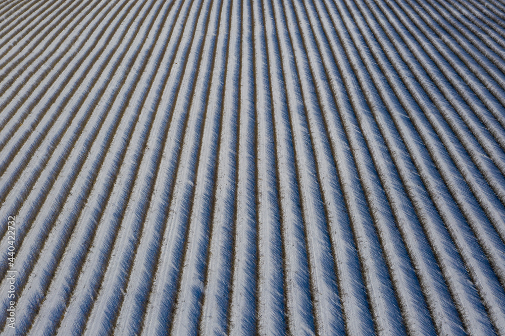 lines rows of bush currant plantation in winter, aerial view lines rows of bush currant plantation in winter, aerial view