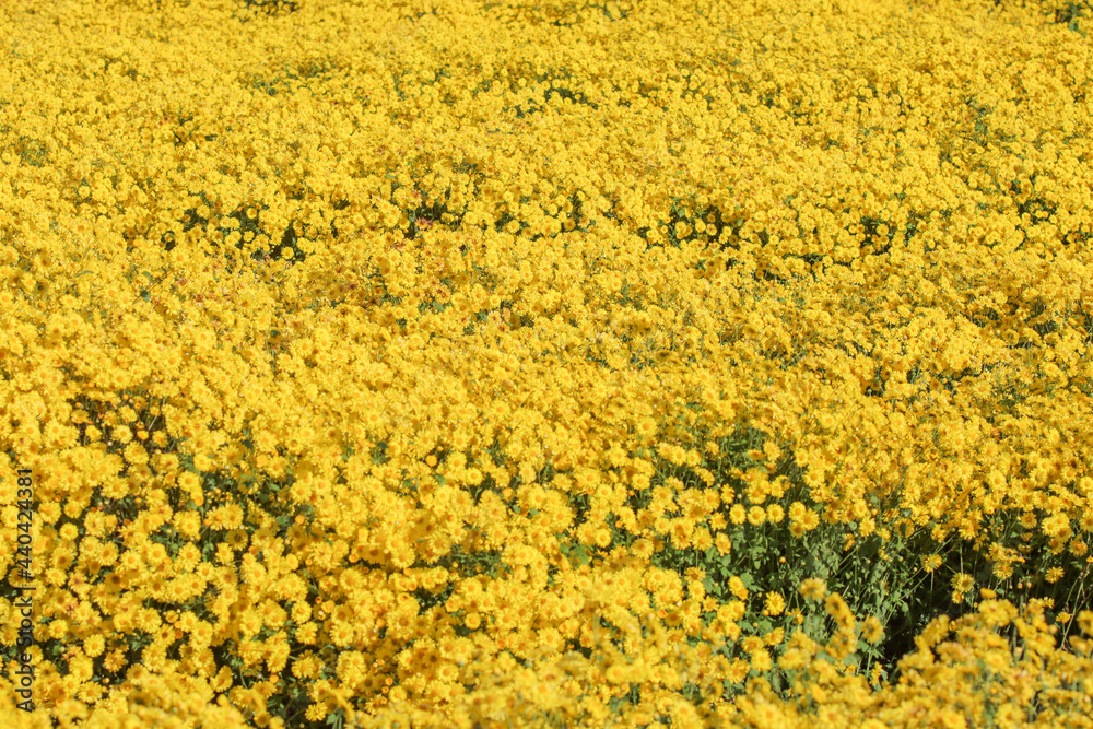 blurry yellow abstract background depicting stachydrine chrysanthemum flowers planted in a field for tourists to explore and take pictures of the yellow abstract background for text blurry yellow abstract background depicting stachydrine chrysanthemum flowers planted in a field for tourists to explore and take pictures of the yellow abstract background for text