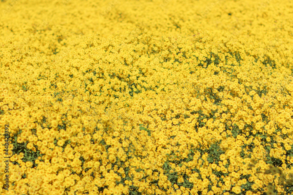blurry yellow abstract background depicting stachydrine chrysanthemum flowers planted in a field for tourists to explore and take pictures of the yellow abstract background for text blurry yellow abstract background depicting stachydrine chrysanthemum flowers planted in a field for tourists to explore and take pictures of the yellow abstract background for text