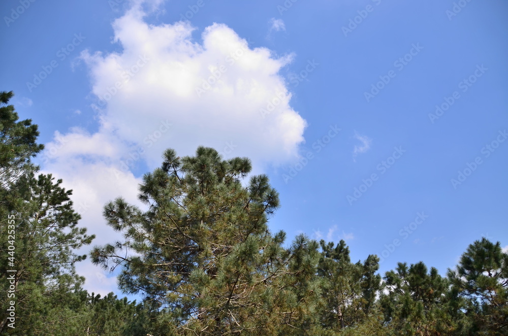 Obraz premium clouds and trees