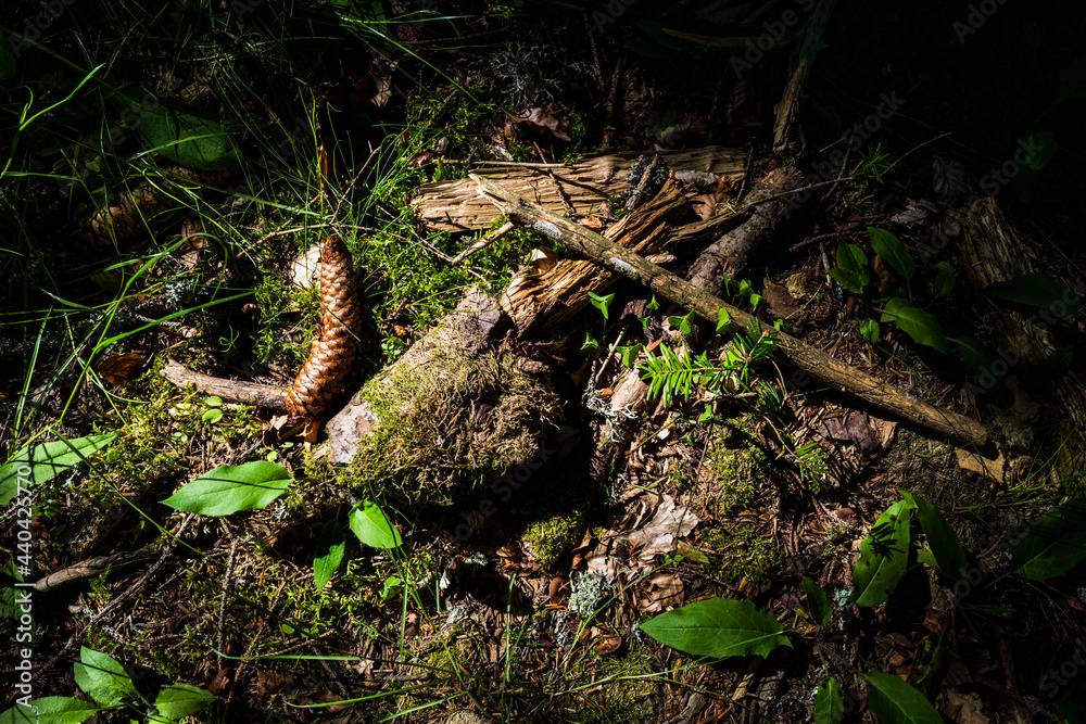par terre en forêt par terre en forêt