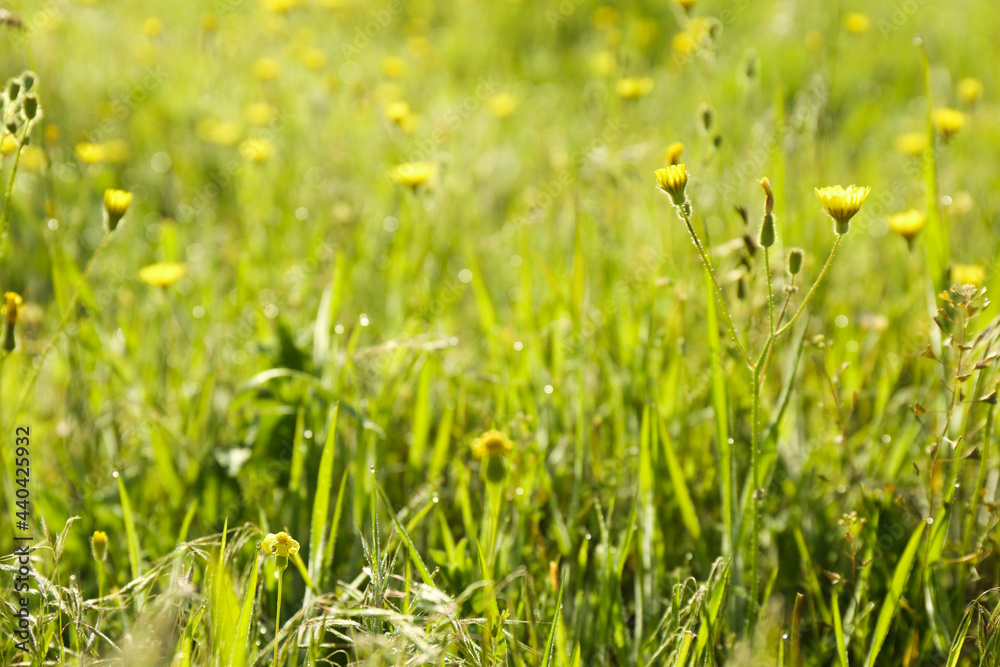Beautiful flowers growing in meadow on sunny day Beautiful flowers growing in meadow on sunny day