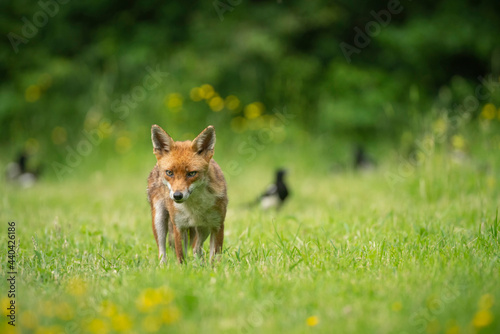 Red fox, Vulpes vulpes,out searching for food on a summer evening in Oxfordshire meadow