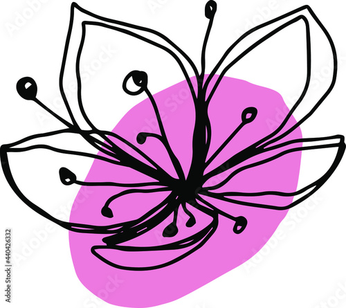 botanical floristic contour flower cherry sakura apple blossom open buds . Vector isolated minimalistic pink and black flower