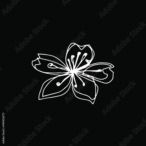 botanical floristic contour flower cherry sakura apple tree open buds. Vector single isolated minimalistic white and black flower