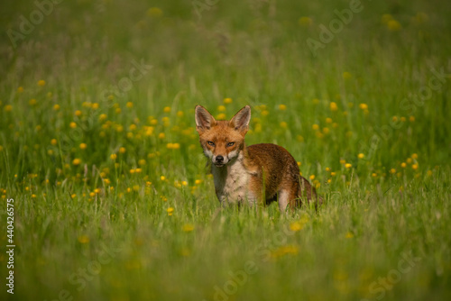 Red fox, Vulpes vulpes,out searching for food on a summer evening in Oxfordshire meadow © Carl