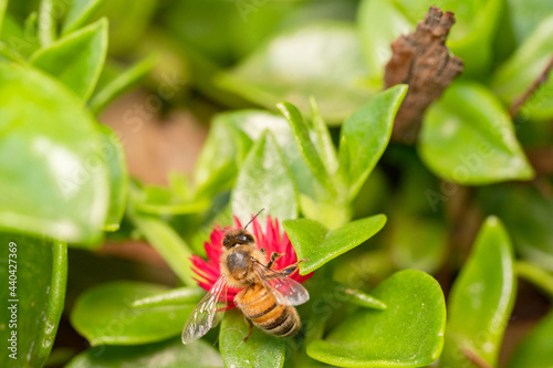 Australian stingless honey bee chasing nectarine