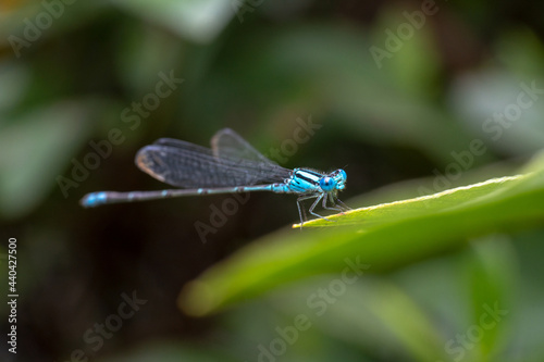 Blue damselfly on a green leaf