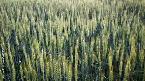 Countryside background with ears of wheat rocked by the wind